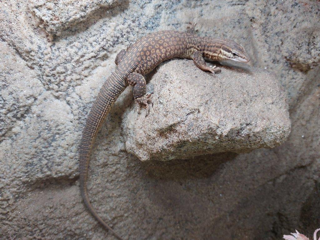 Poptávám Varanus acanthurus