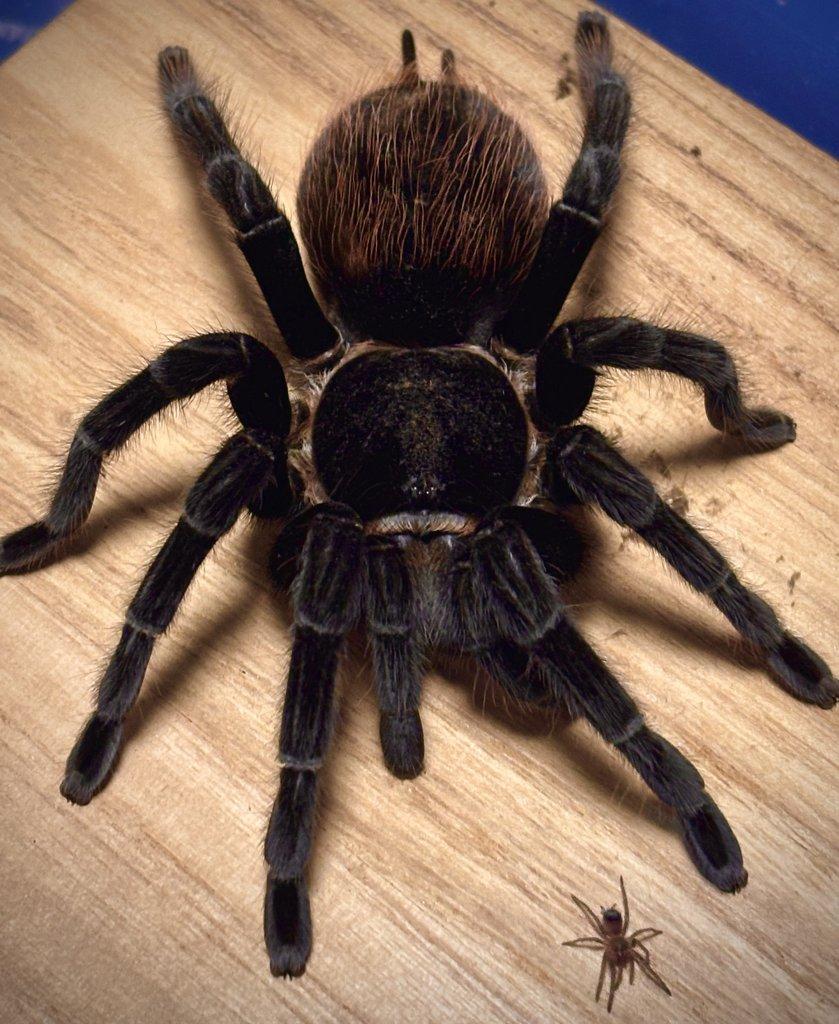 Posílám – G. pulchra, E. murinus, H. maculata, O. aureotibialis, C. versicolor...