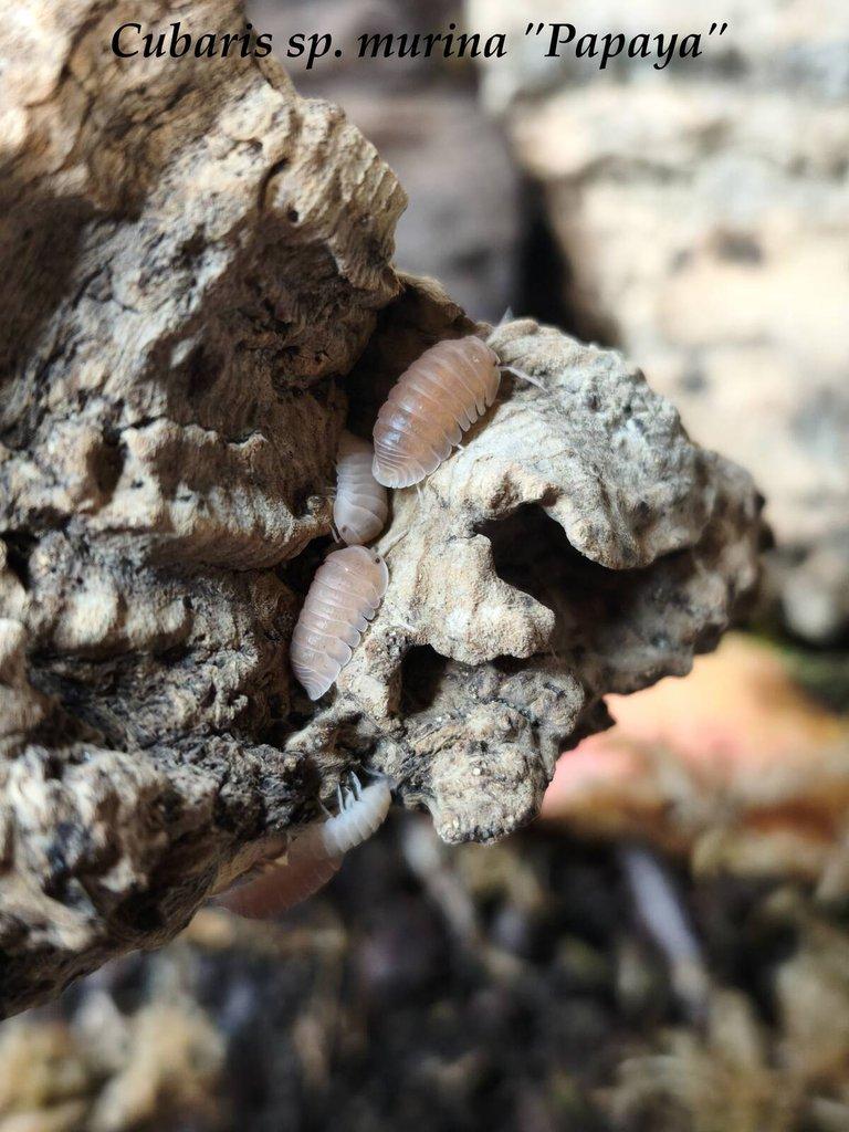 ISOPODY·STÍNKY·CHVOSTOSKOCI - POSÍLÁM / Fauna trhy Ostrava 26.4.