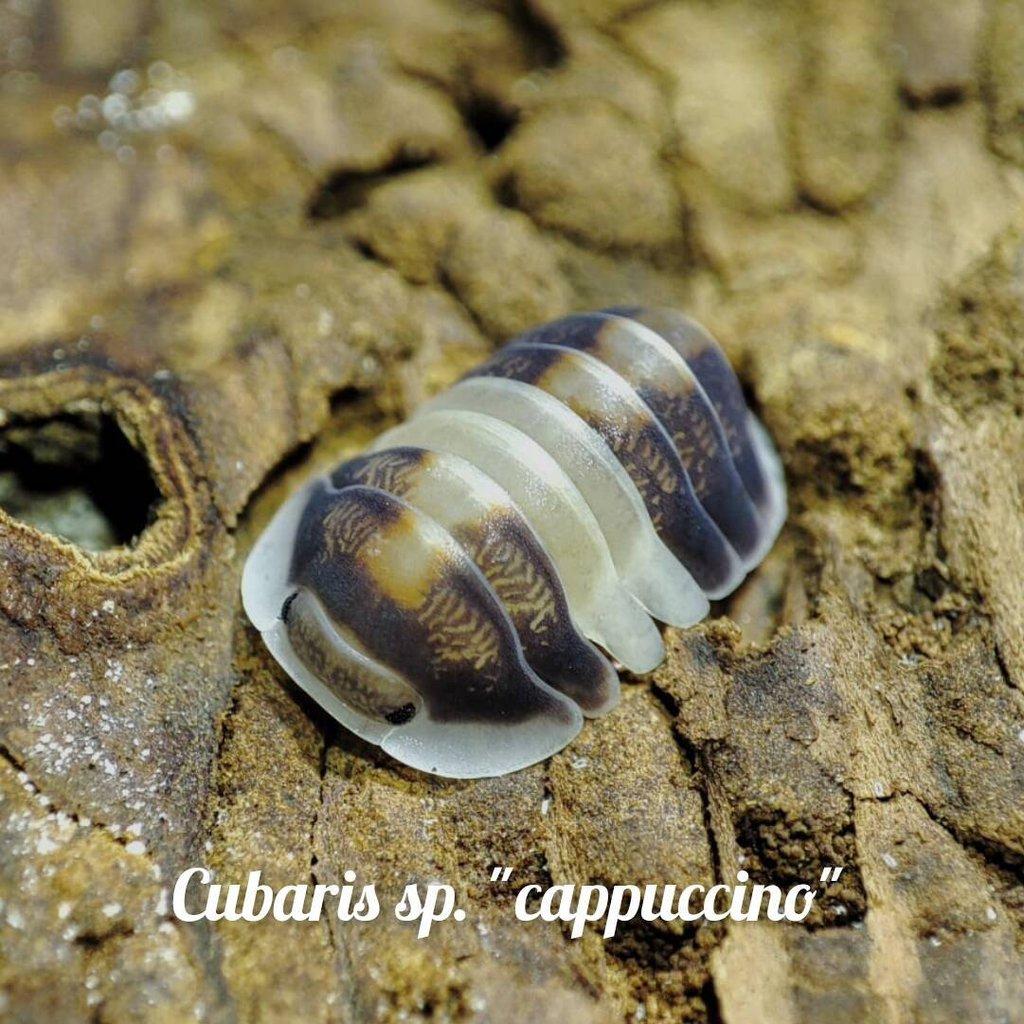 Obrovská sbírka isopod
