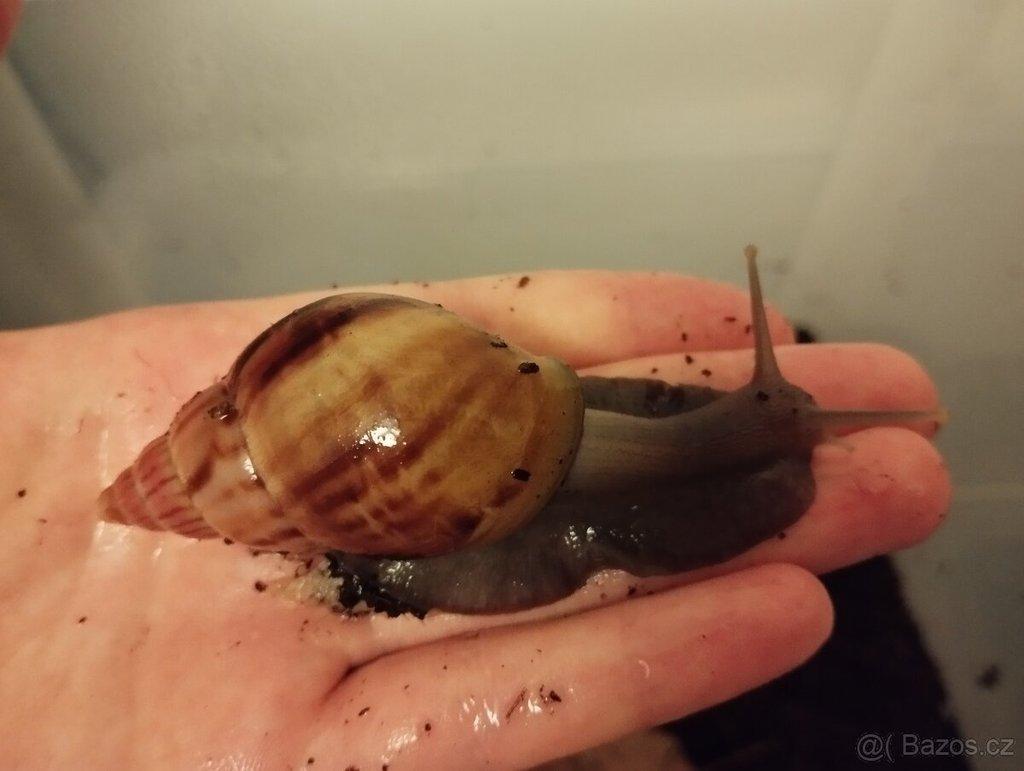 Daruji šneky Lissachatina fulica