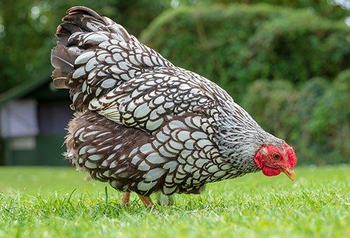 Násadová vajíčka Wyandotky zdrobnělé 24 barev