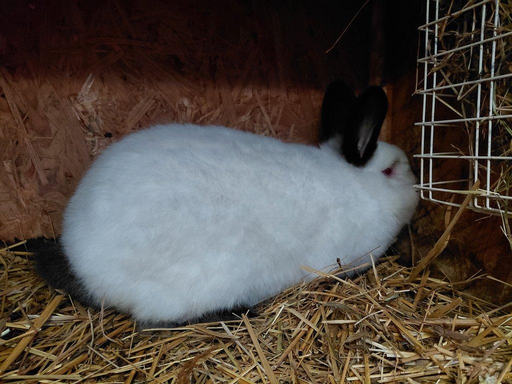 Kalifornský černý - tetovaný samec s PP, oceněný, očkovaný