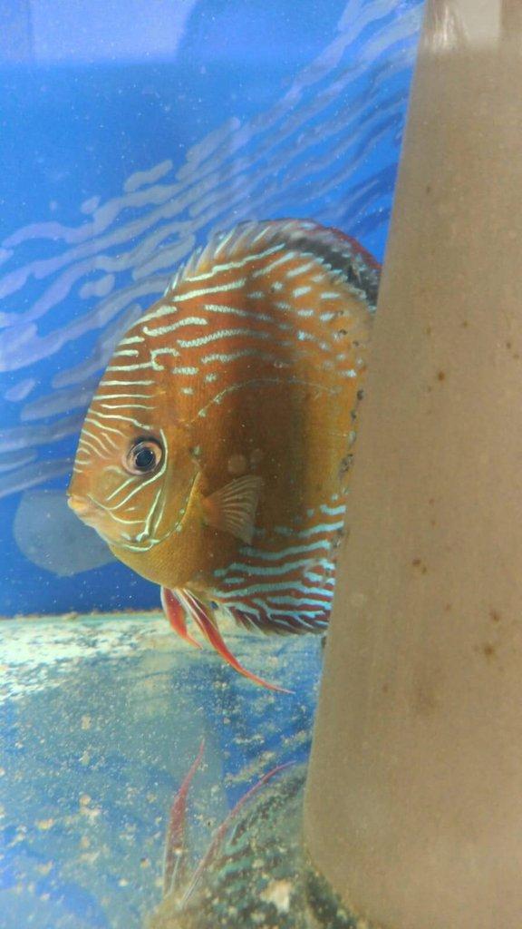 Discus F1