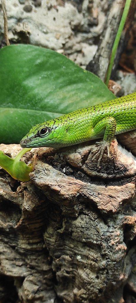 Dasia smaragdina