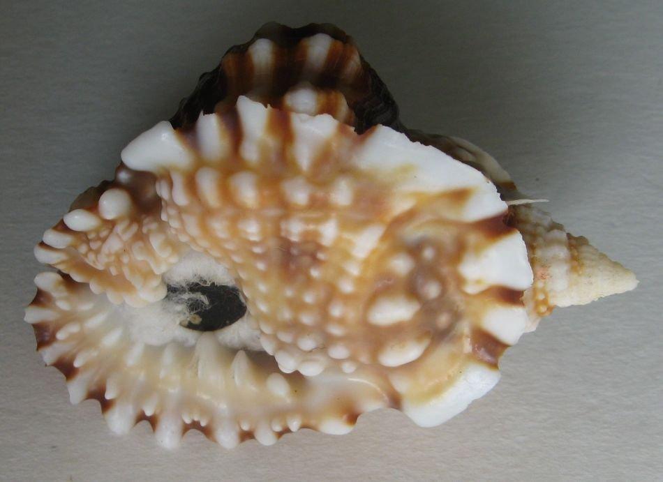 Výstava lastur a mořských přírodnin BRNO - 28. březen 2026