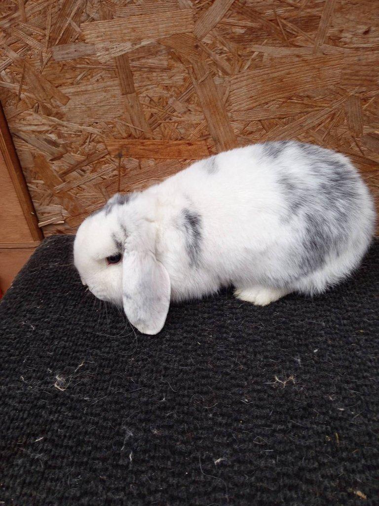 Zakrslý beran rhönský