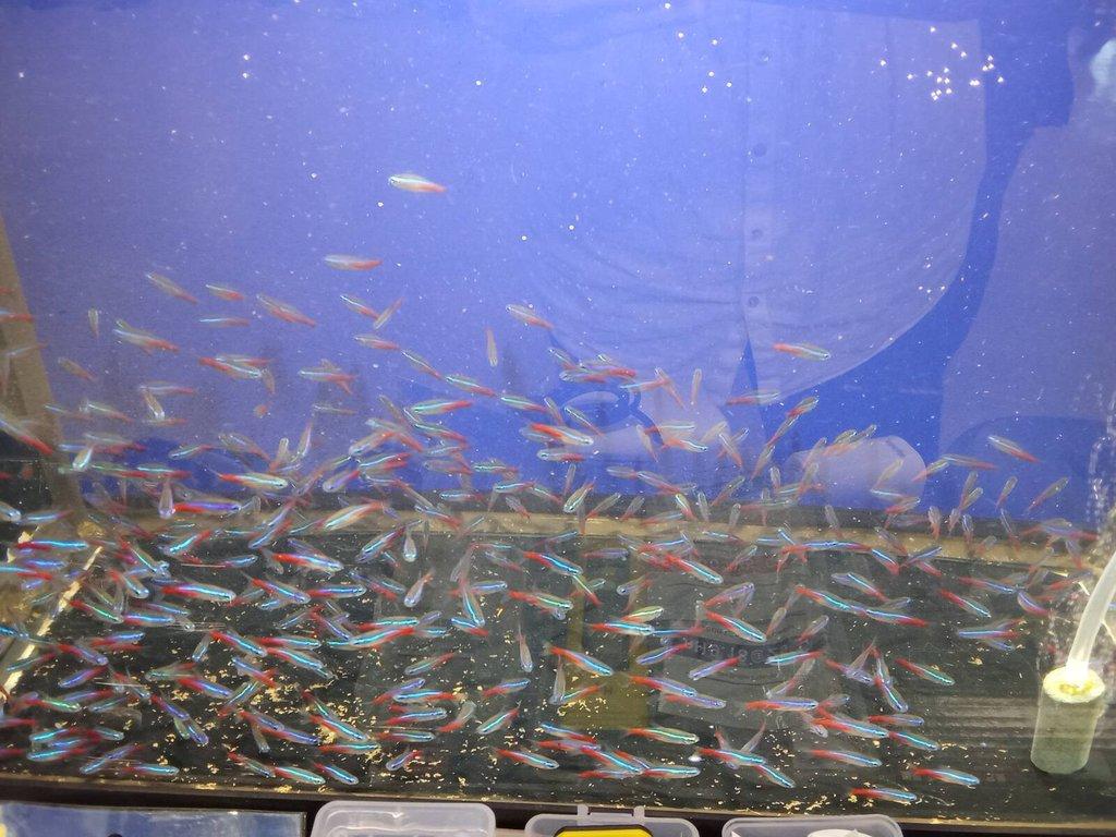 Tetra neonova