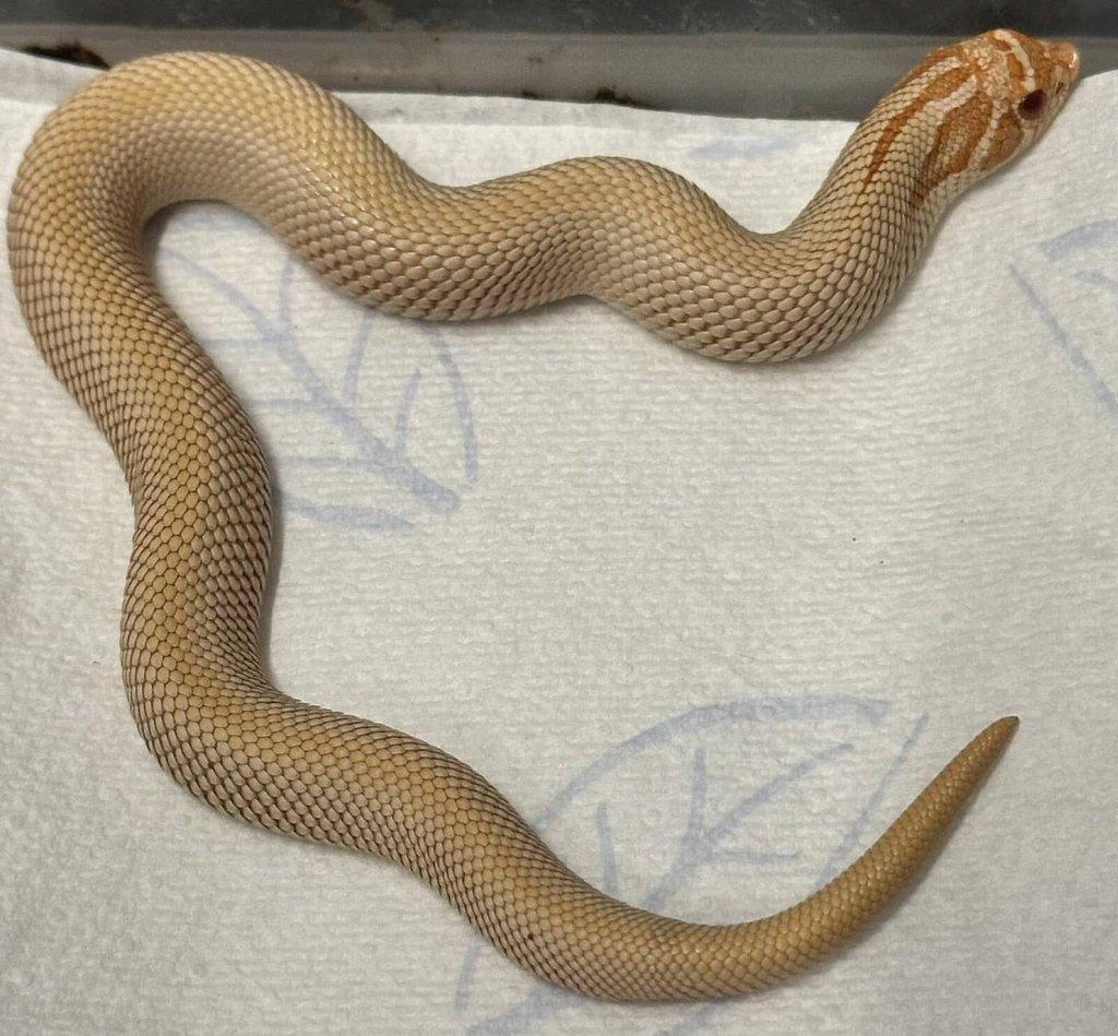 HETERODON NAS|CUS ALBINOSUPERCONDA