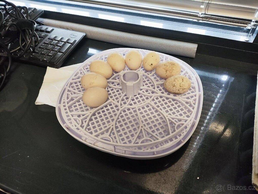 Nabízíme násadová vejce Ayam Cemani