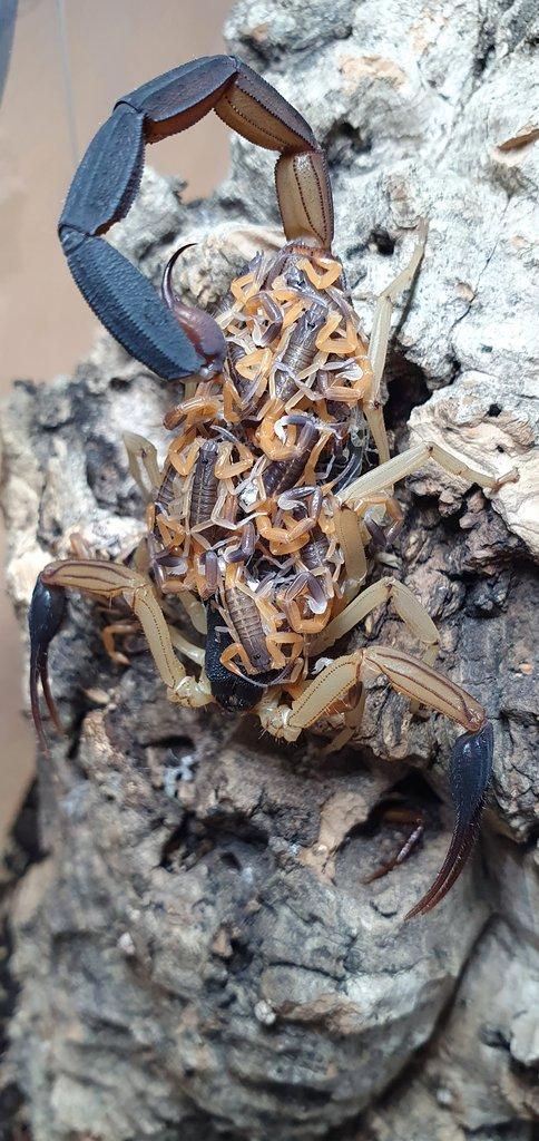 Centruroides nigrimanus