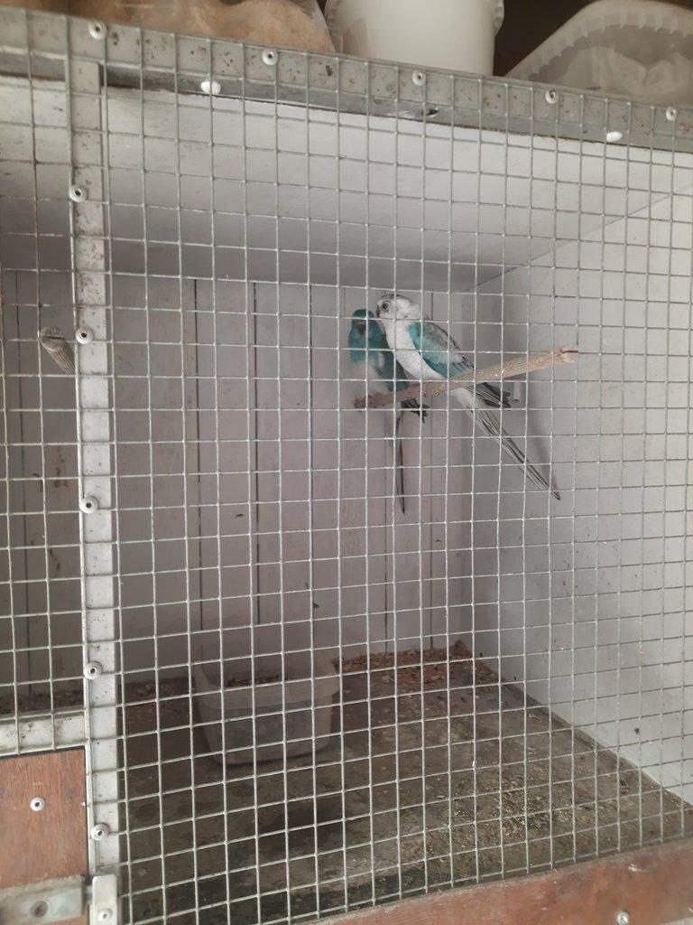 Papoušek  zpěvavý