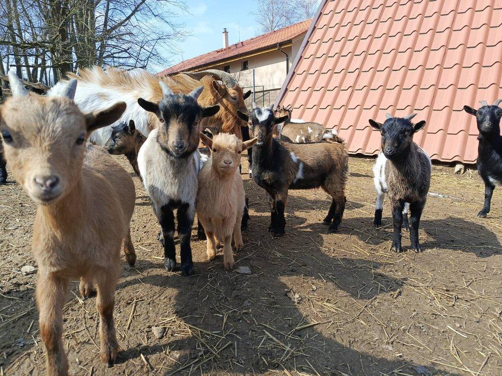 Holandské zakrslé kozy