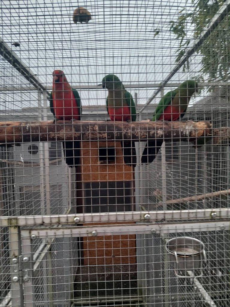 Papoušek královský