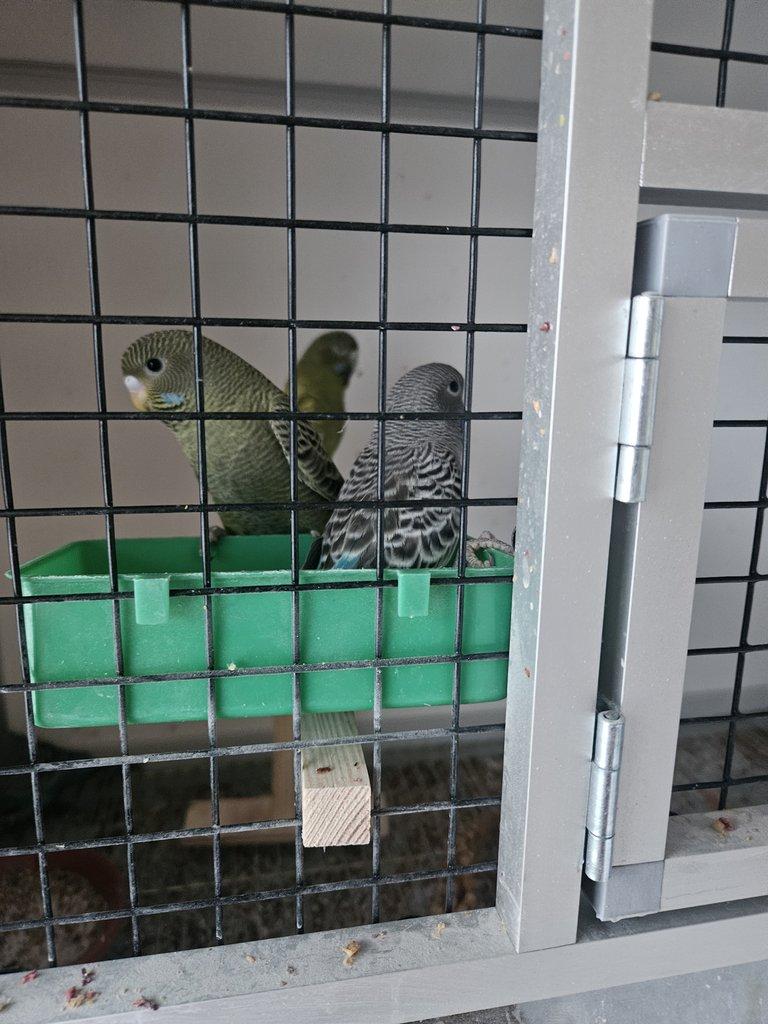 Blackface andulky BF  bf melanistic spangle  Blackwing