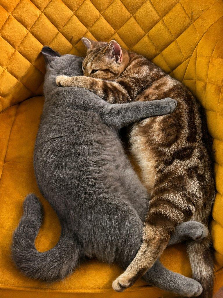 Krásná vymazlená koťátka – ihned k odběru