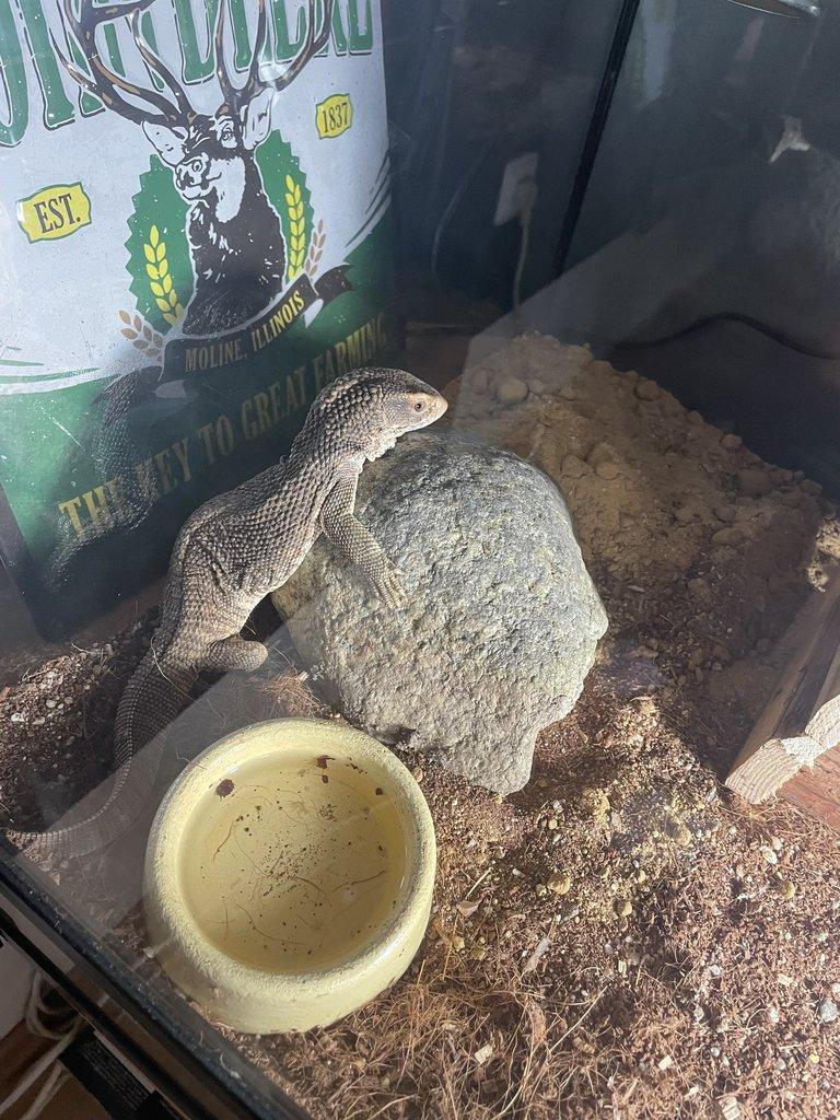 Prodám varana Stepního