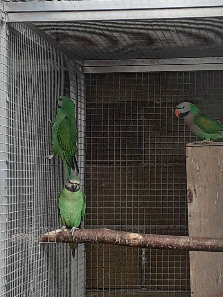 Alexandr růžový vousatý