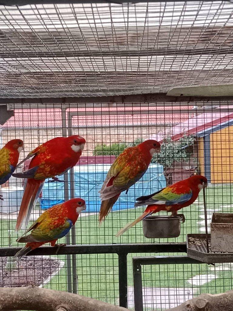 Prodám roselu gold gold opalin