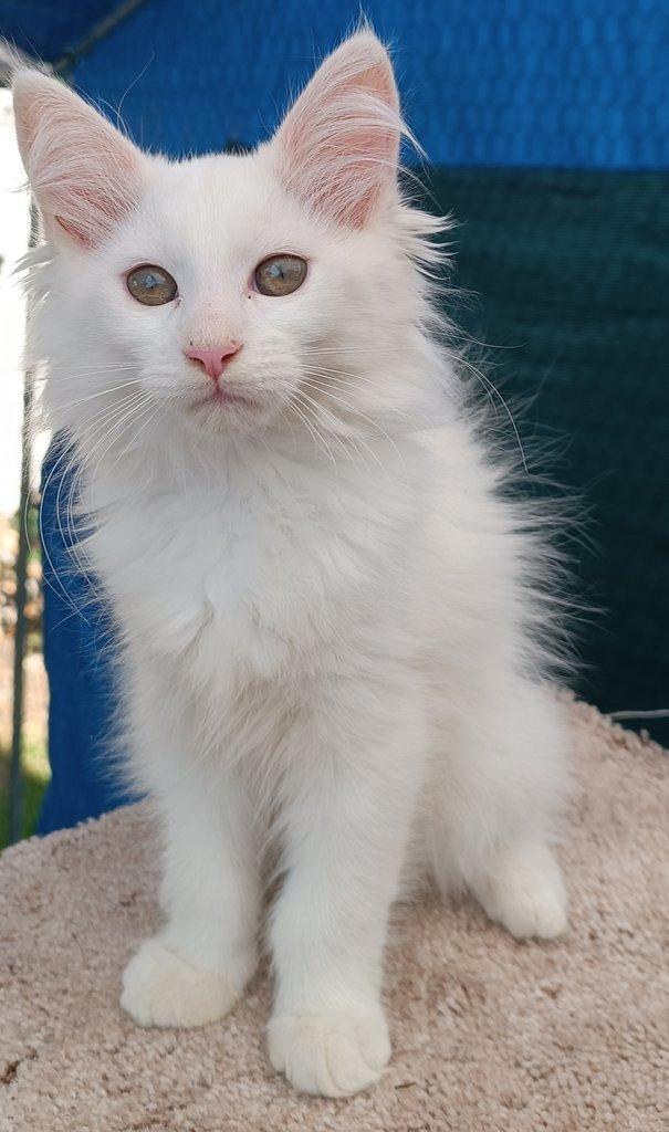 Mainská mývalí koťátka