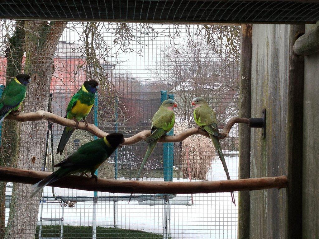 Papoušek  Alexandřin