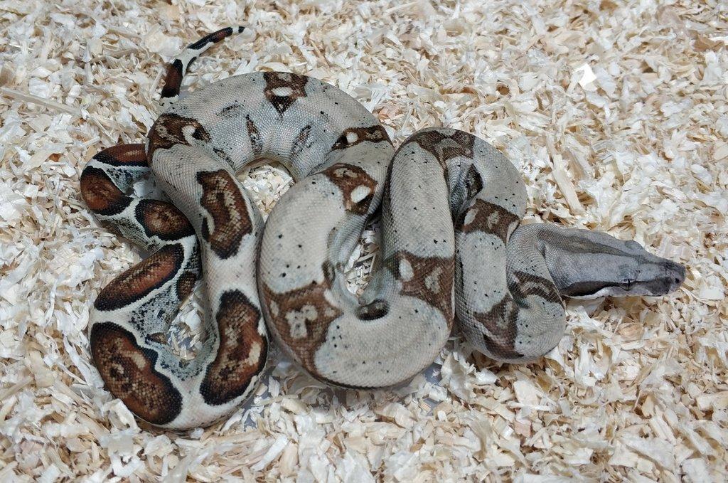 Boa imperator - Normal a Hypo 66% het Sterling VPI