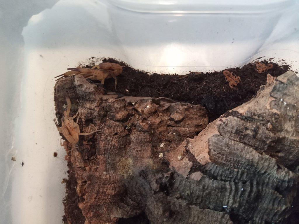 Tityus stigmurus + smithii