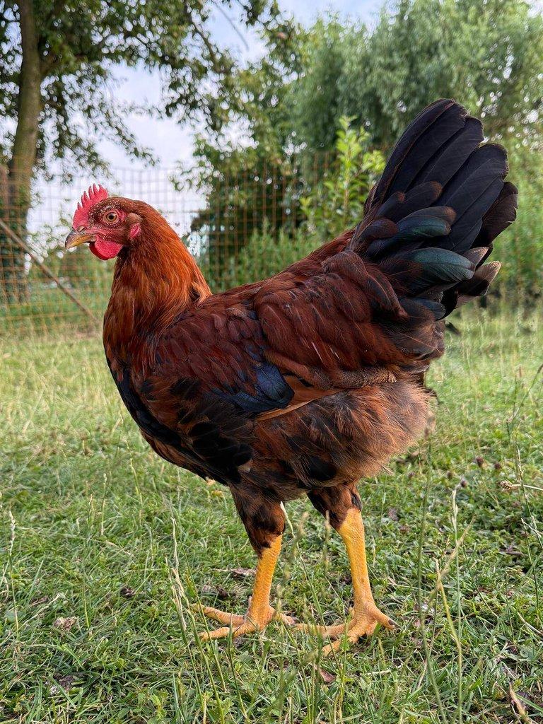 Kohout