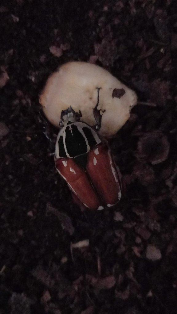 Samice Mecynorhina ugandensis