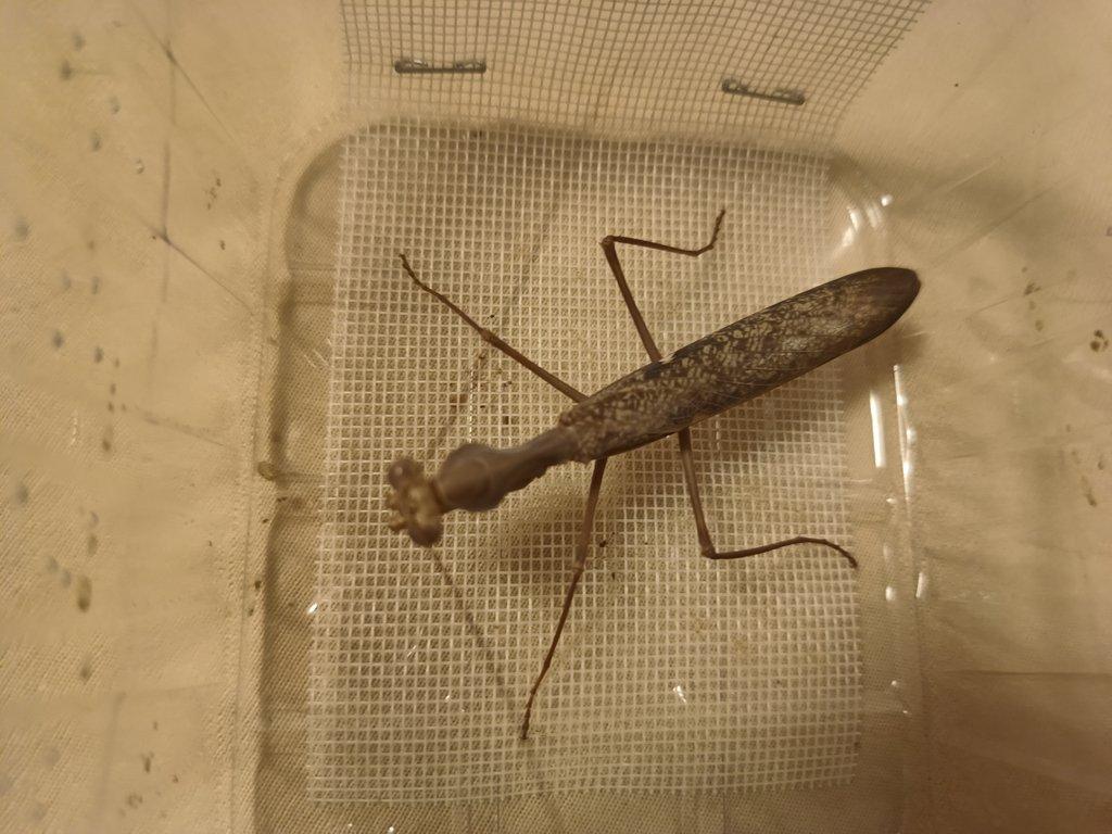 Sphodromantis viridis