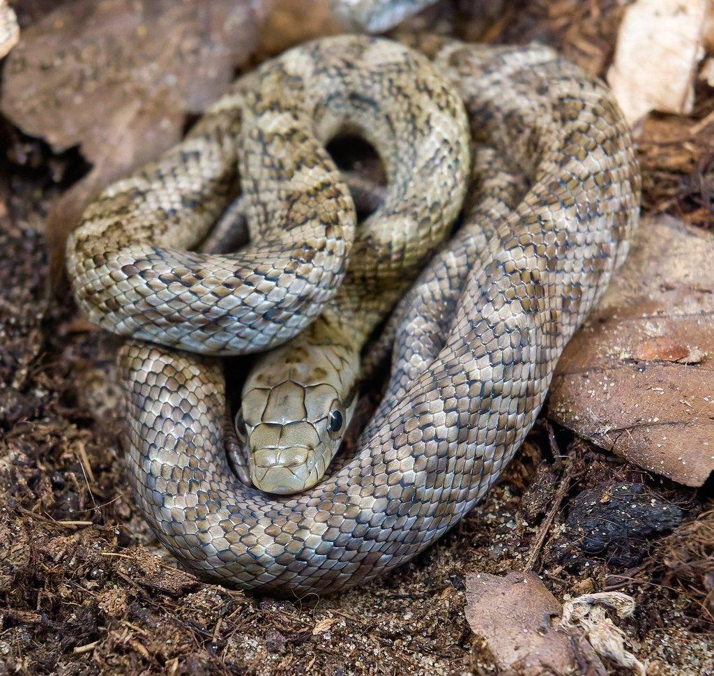 Mládě užovky japonské ŽIVÁ EXOTIKA 11. 4. 2026