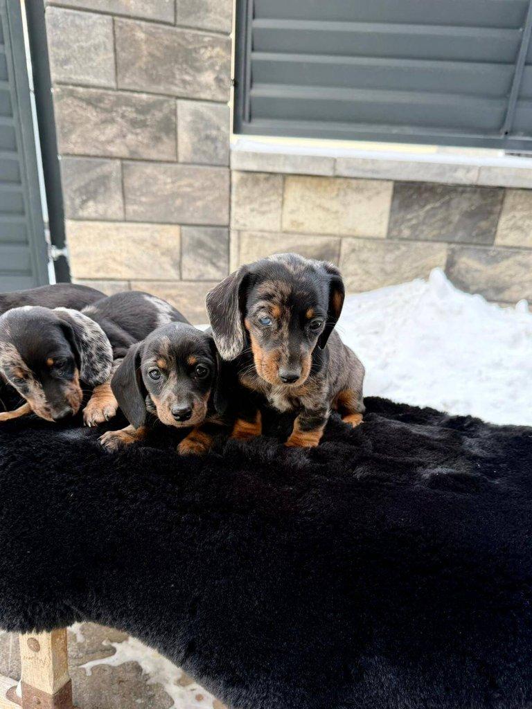 Merle Jezevčík hladkosrstý trpasličí bez PP