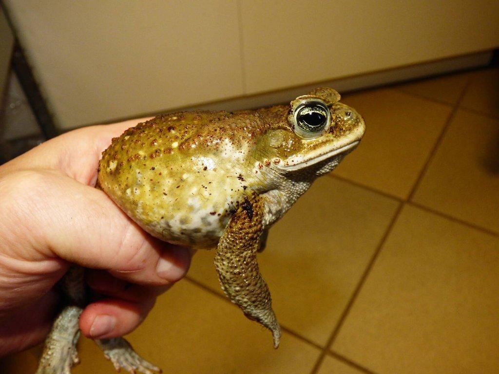 Ropucha obrovská (Rhinella marina)