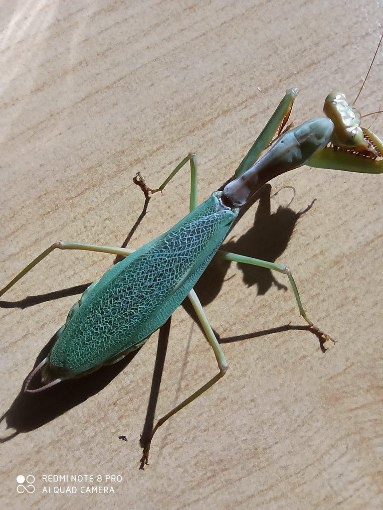 Tarachomantis sp.Madagaskar