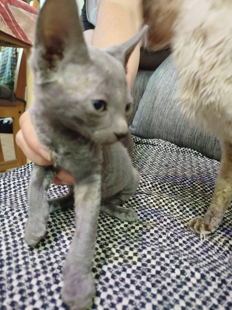 Koťátka Cornisch rex