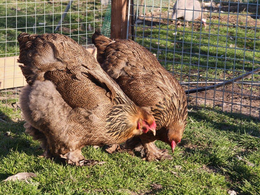 Brahmánka velká koroptví vlnita