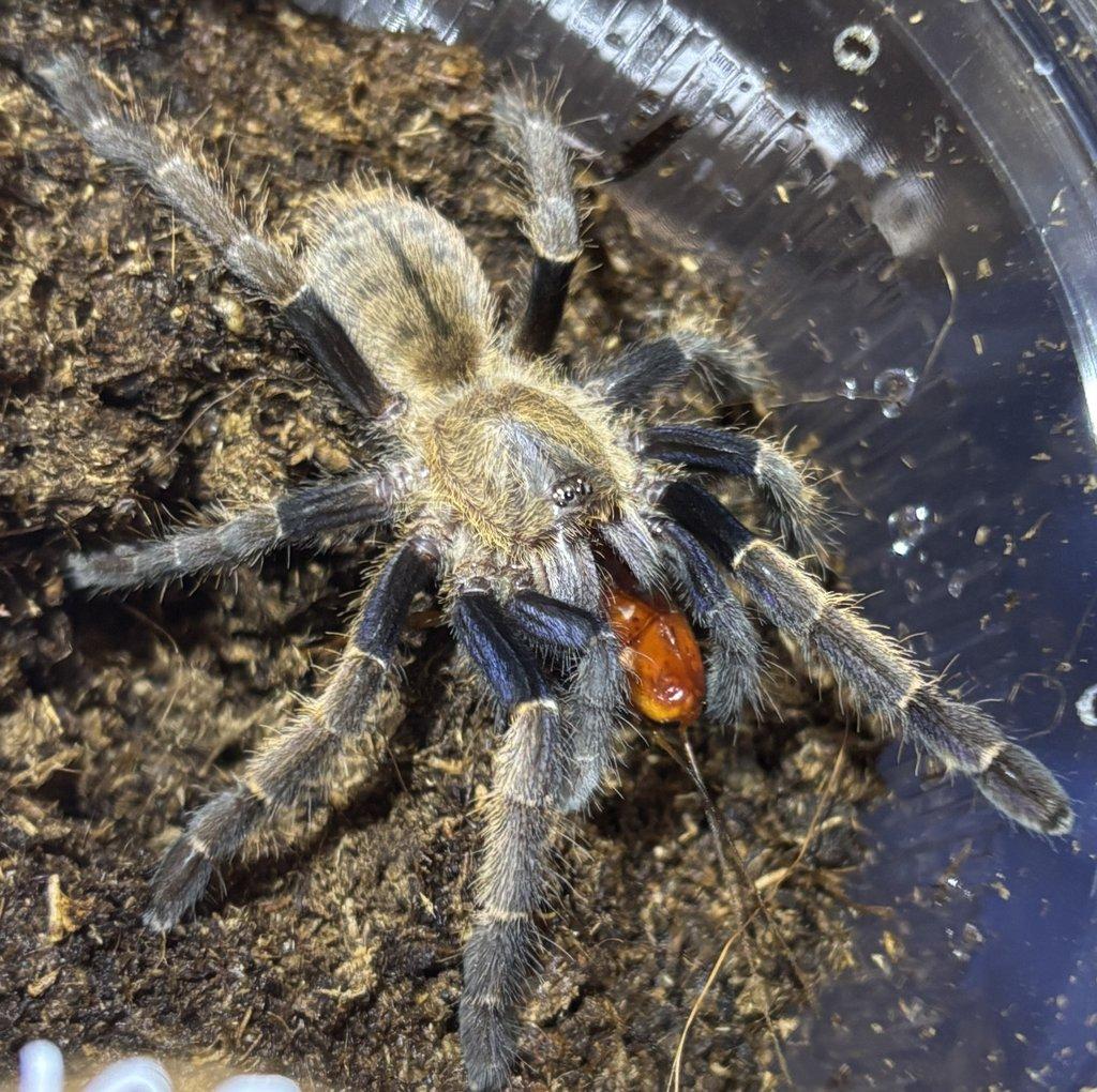Posílám – G. pulchra, E. murinus, H. maculata, O. aureotibialis, C. versicolor...