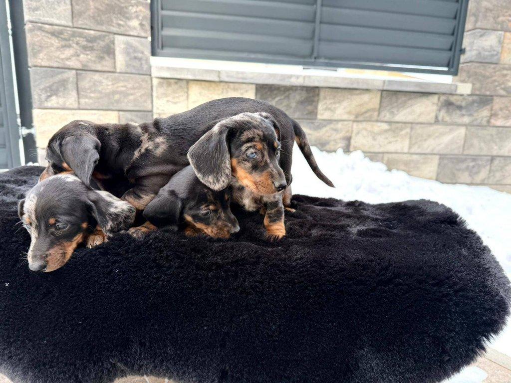 Merle Jezevčík hladkosrstý trpasličí bez PP