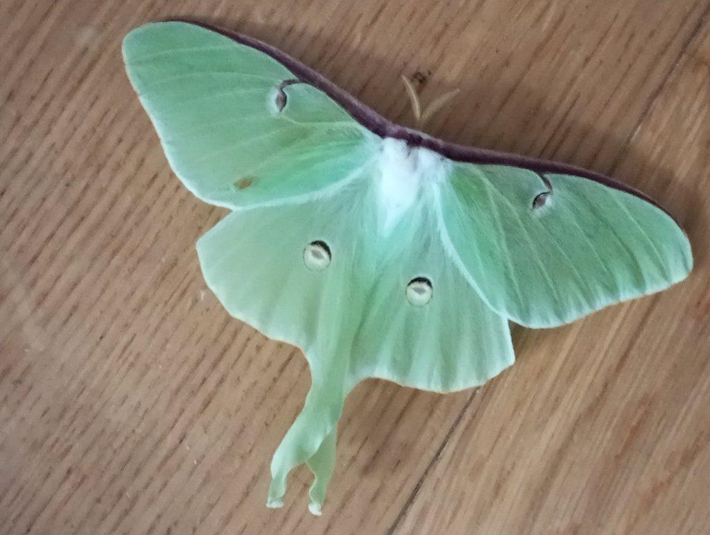 Actias luna - ova- vejce