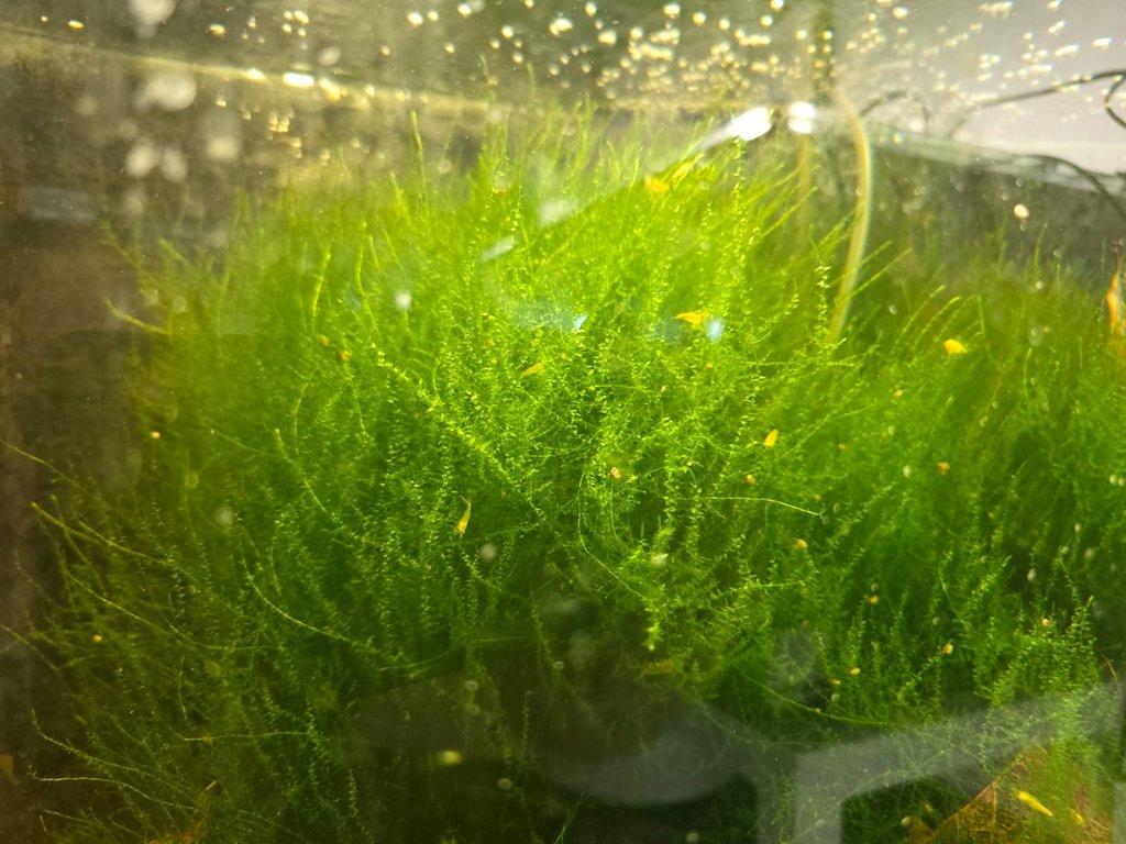 výprodej akvarijních mechů stringy, java, flame moss
