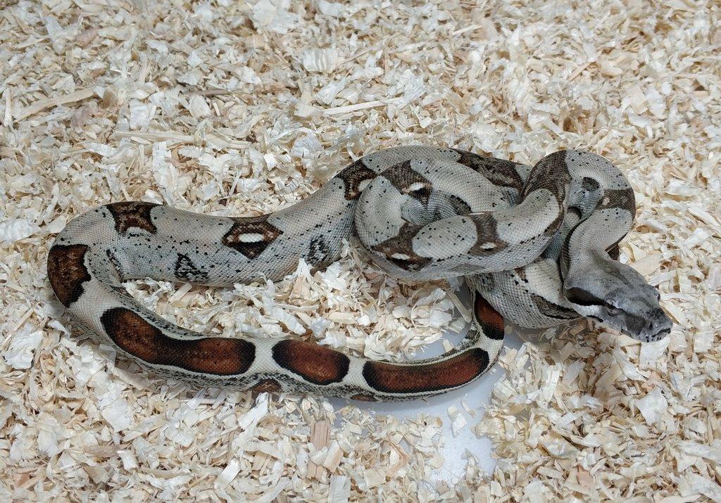 Boa imperator - Normal a Hypo 66% het Sterling VPI
