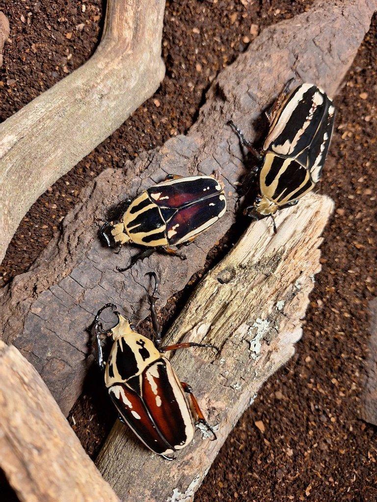 Larvy Chelorrhina savagei a Mecynorrhina ugandensis