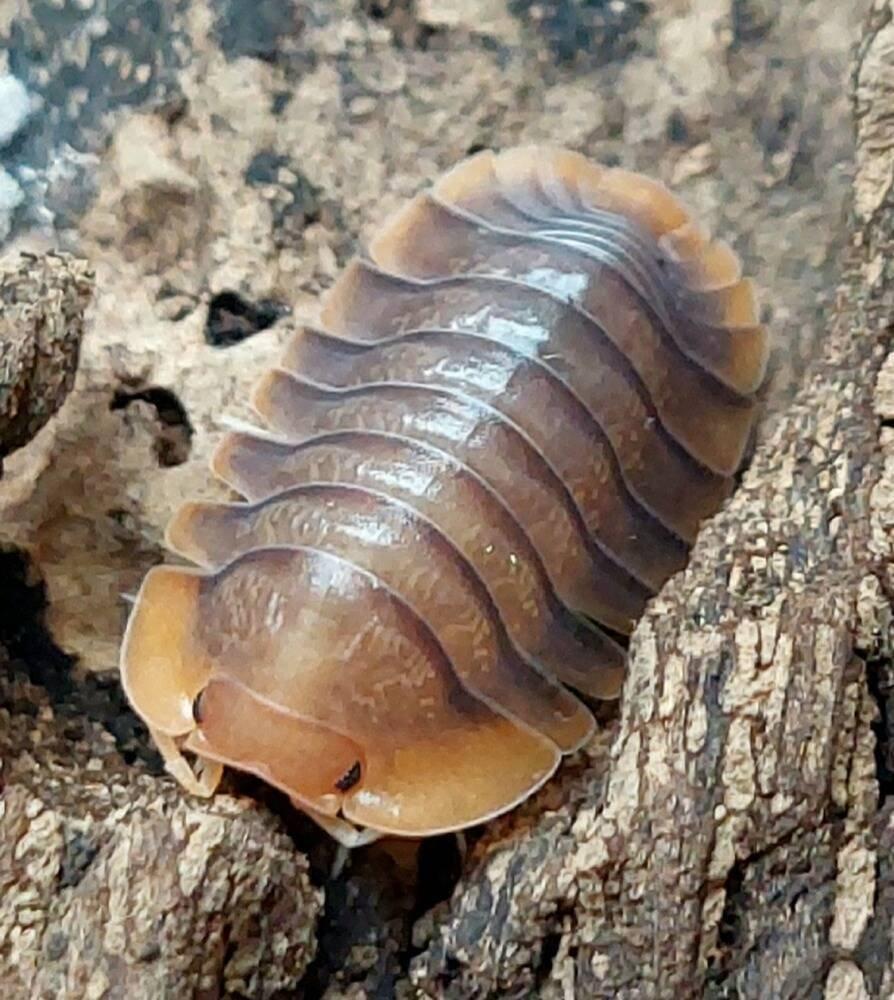 ISOPODA - Hobby druhy - aktualizovaný seznam