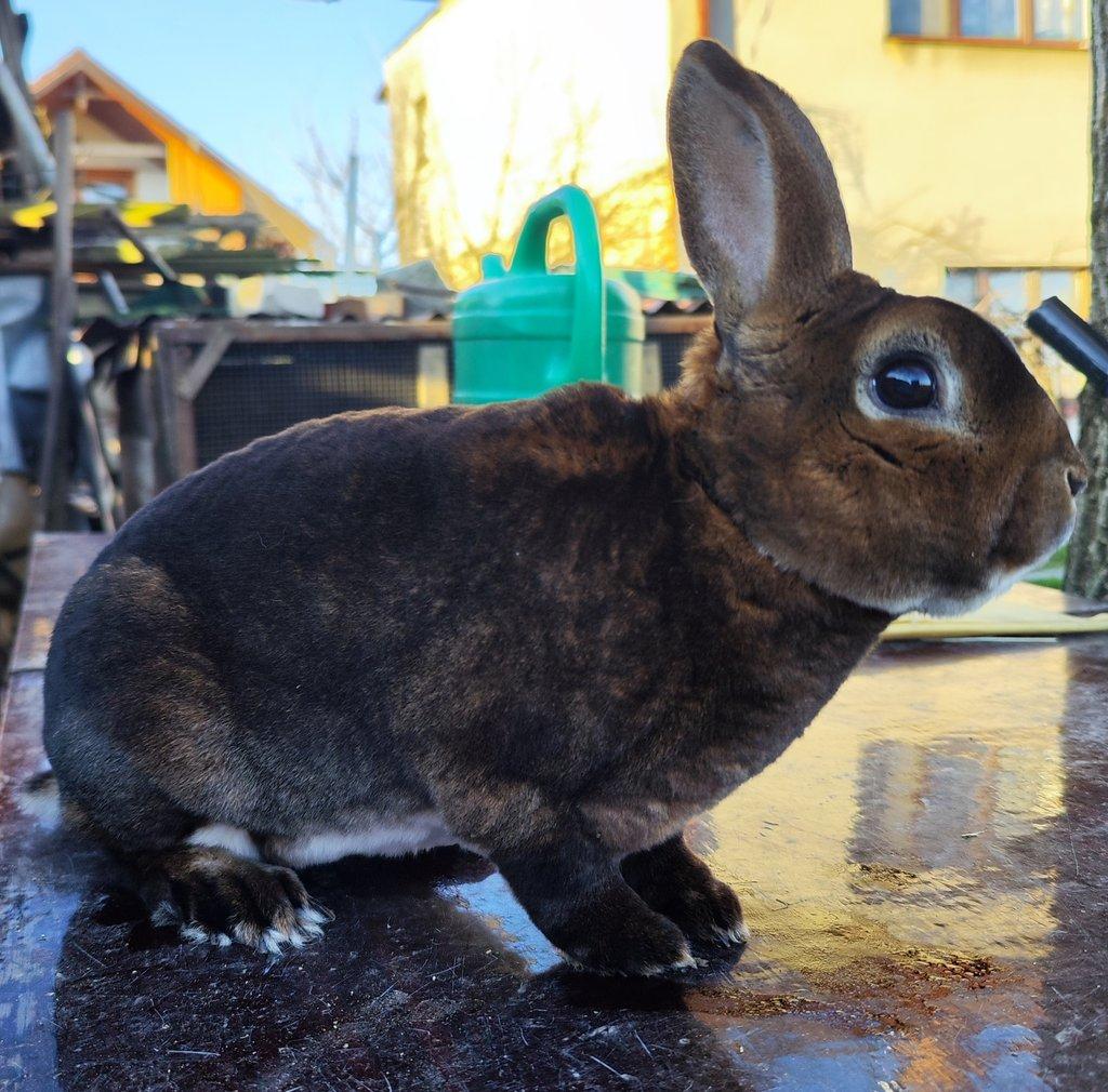 Malý rex v barvě kastorexe - chovná skupina