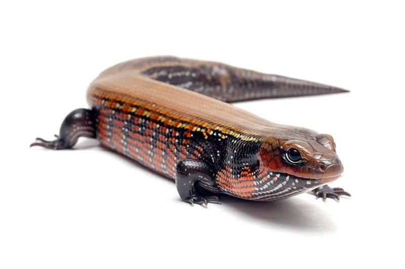 Scink ohnivý (Lepidothyris fernandi harlani) Benin 24