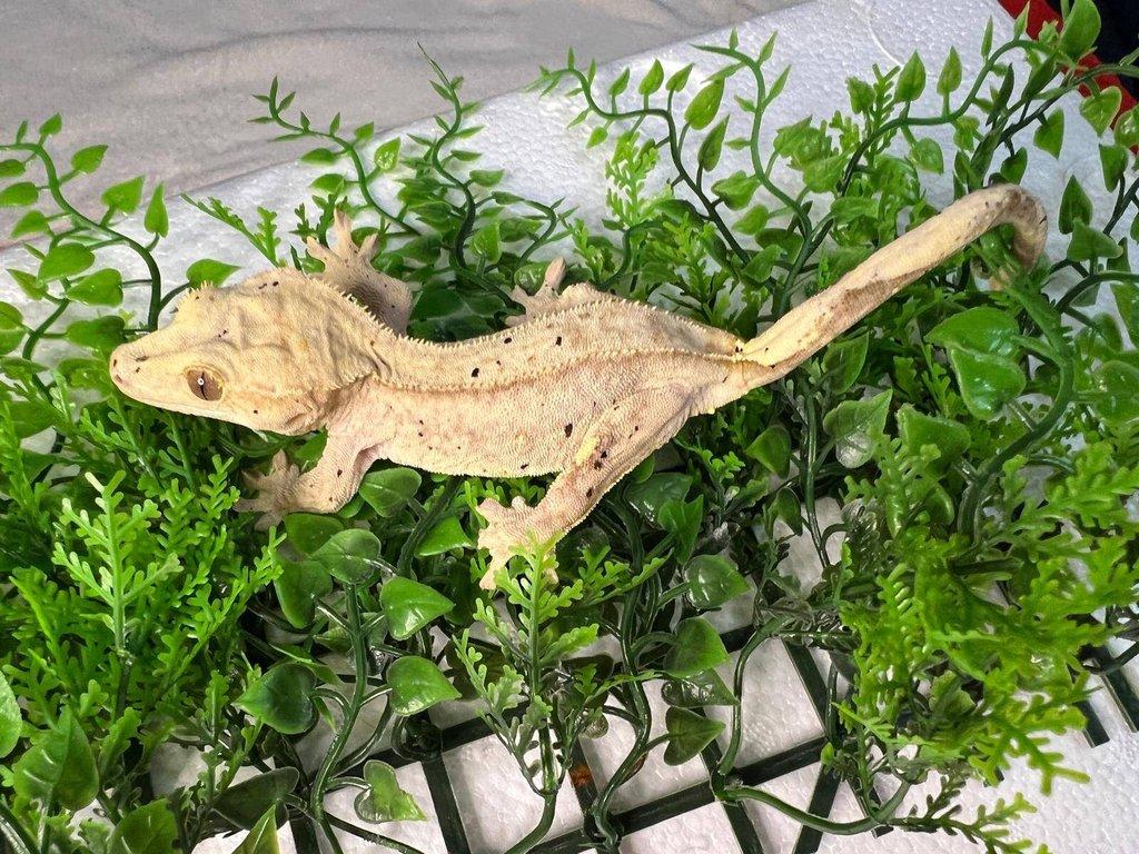 Pagekon řasnatý- Correlophus ciliatus
