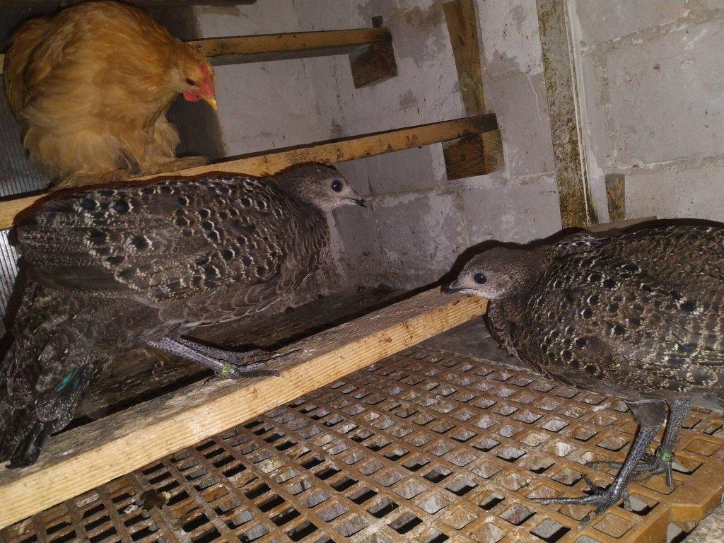 Bažant paví šedý 1,0 kroužek 25