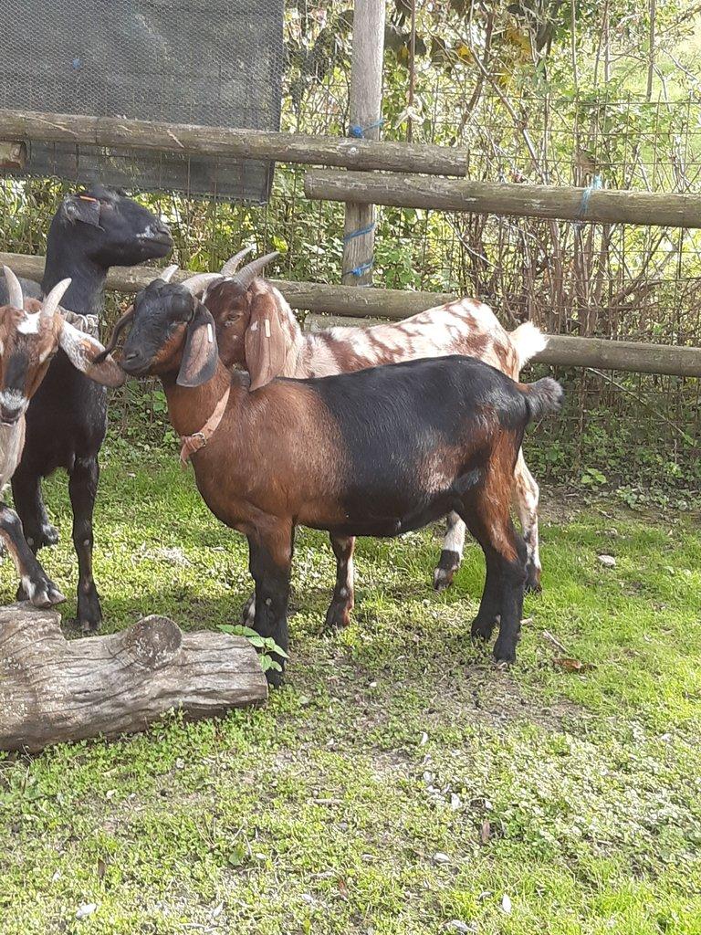 Anglonubijská koza podílová s POP