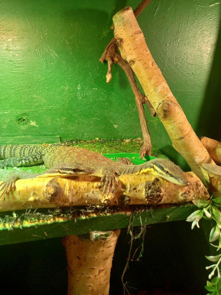 Varanus glauerti