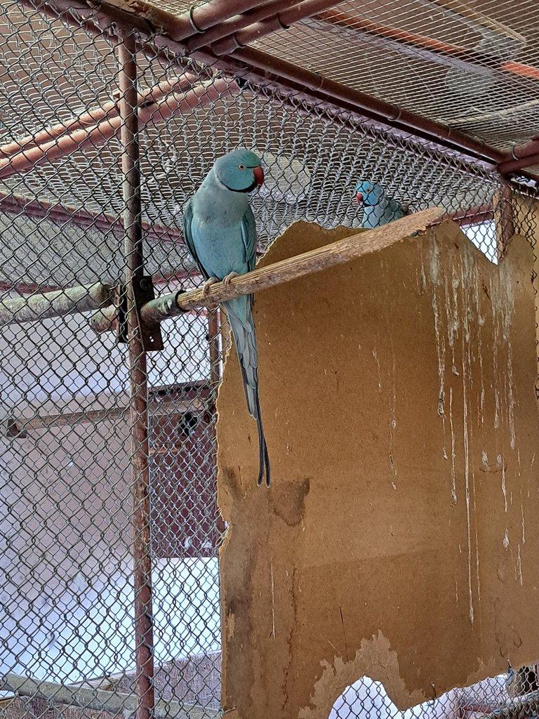 Prodám Alexand malý